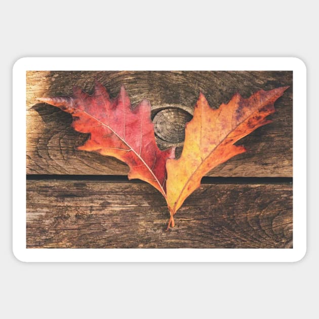 The Colors Of October Sticker by HammiltenJohn